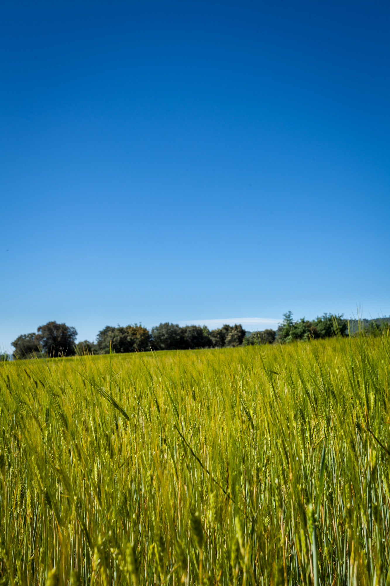 La Tor de Montclar - Cocina de invierno en el Berguedà: escudella, estofados y dulces navideños